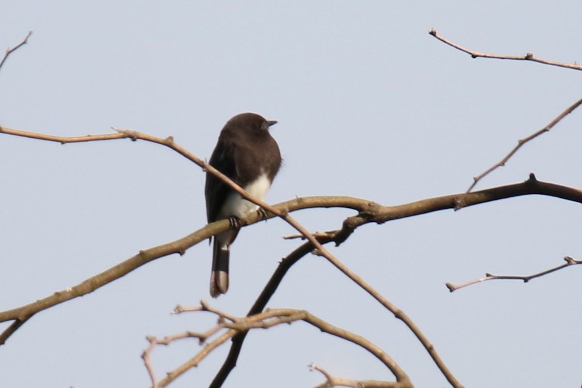 Black Phoebe (Northern) - ML646663866