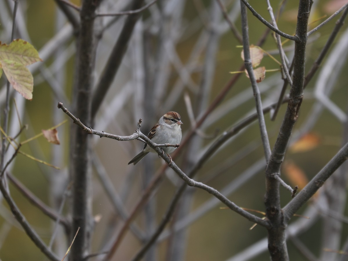 Chipping Sparrow - ML646663867