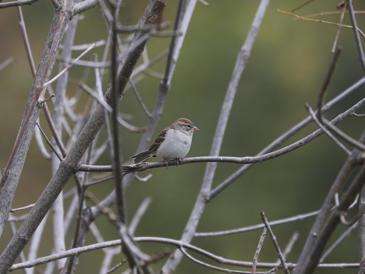 Chipping Sparrow - ML646663868
