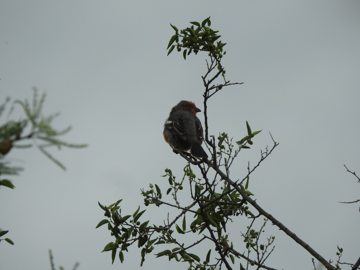 Рара червоновола - ML646663875