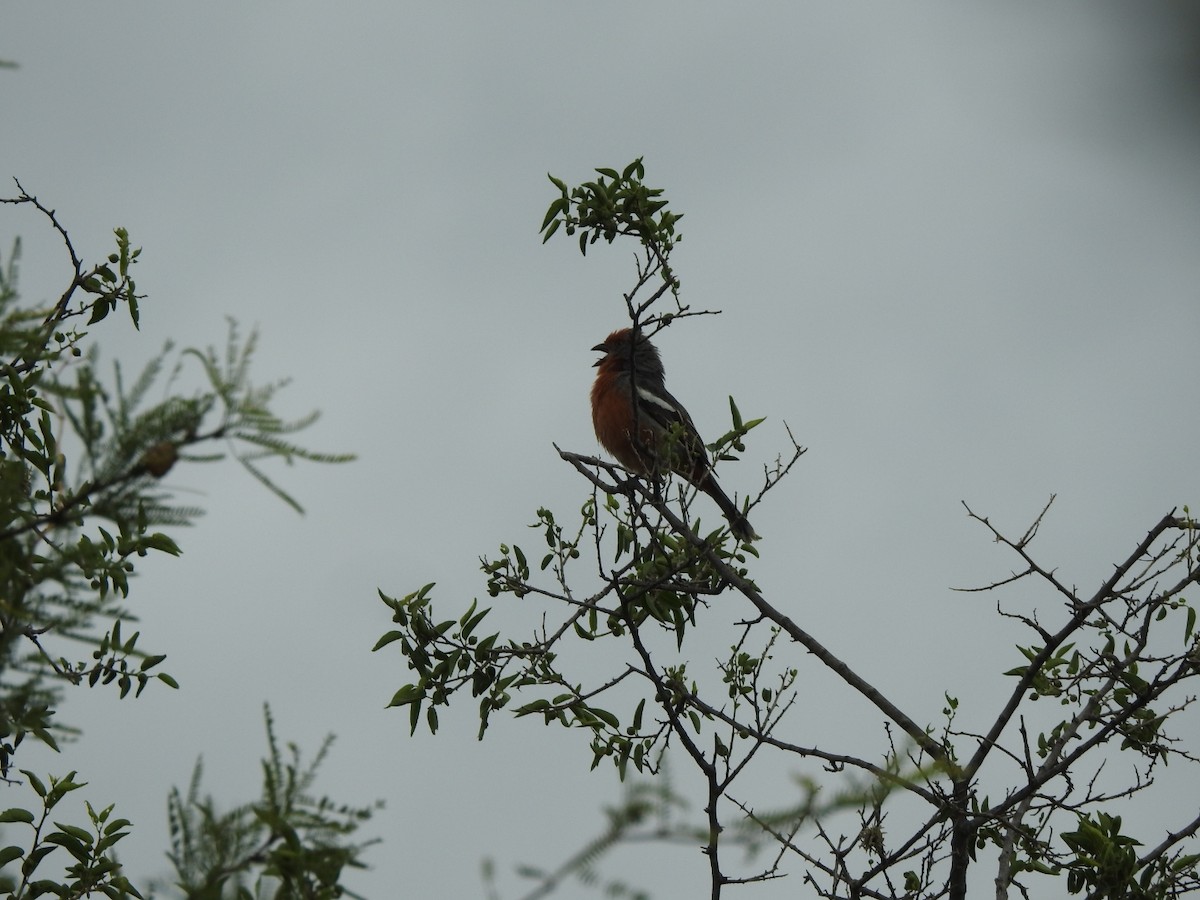 Рара червоновола - ML646663876
