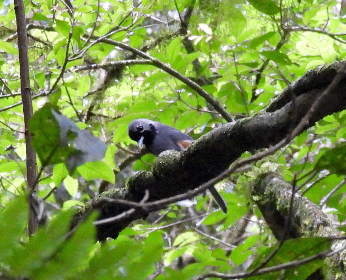 Kara Yüzlü Monark - ML646663877