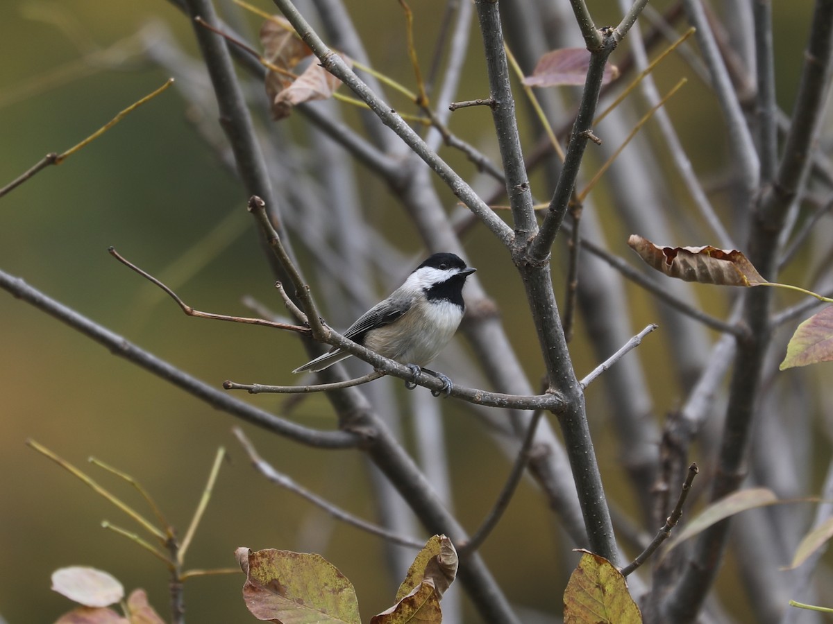 Carolina Chickadee - ML646663878