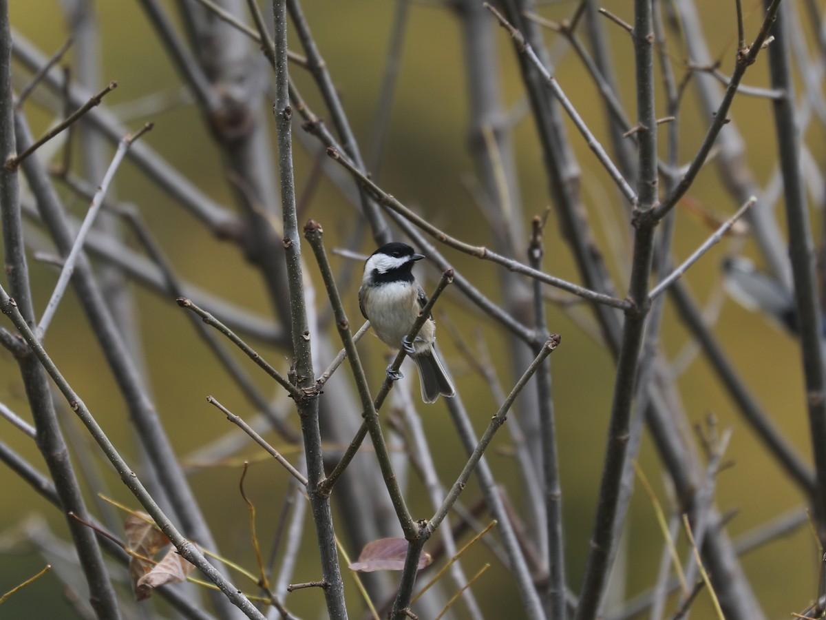 Carolina Chickadee - ML646663879
