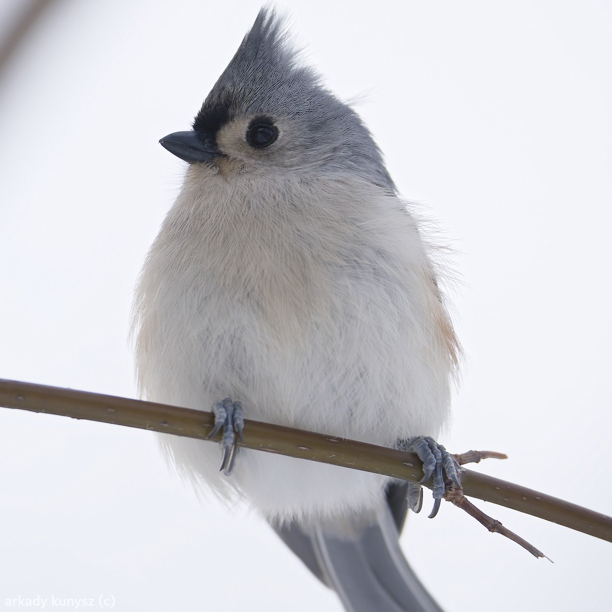 Tufted Titmouse - ML646663880