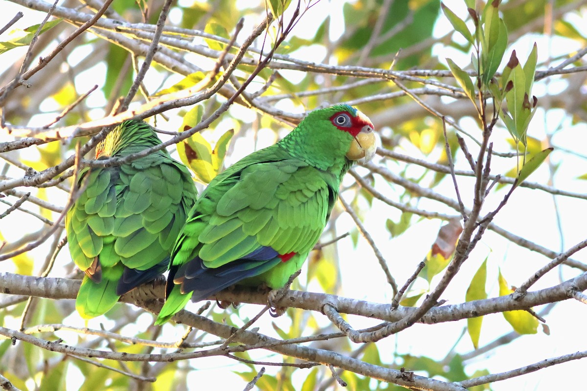 White-fronted Amazon - ML646663883