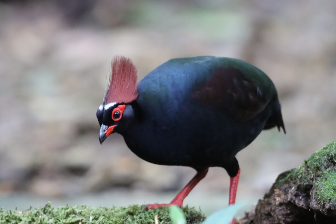 Crested Partridge - ML646663884