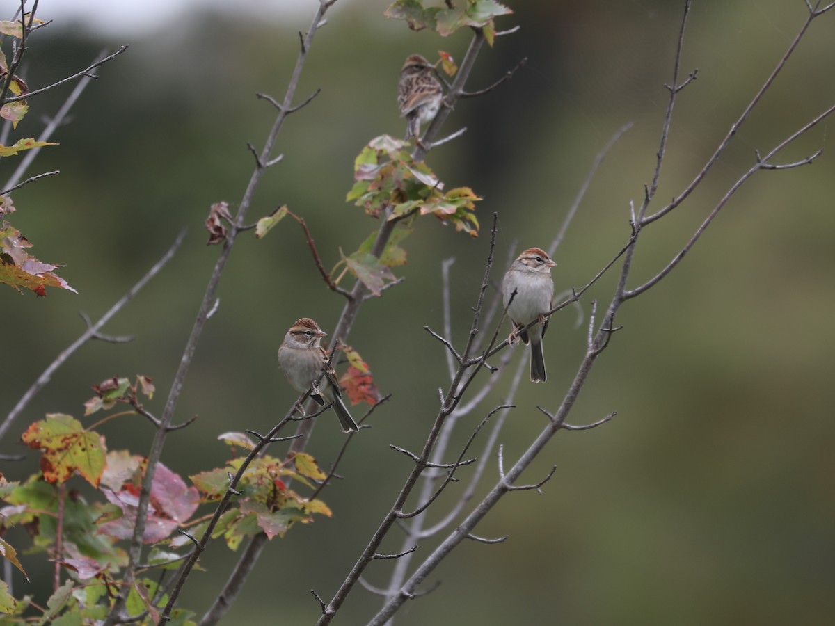 Chipping Sparrow - ML646663885