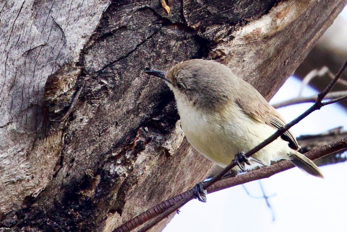 Western Thornbill - ML646663886