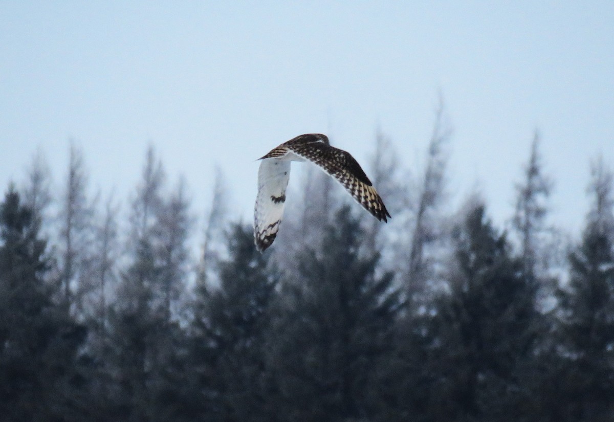 Zingira-hontza (flammeus) - ML646663888