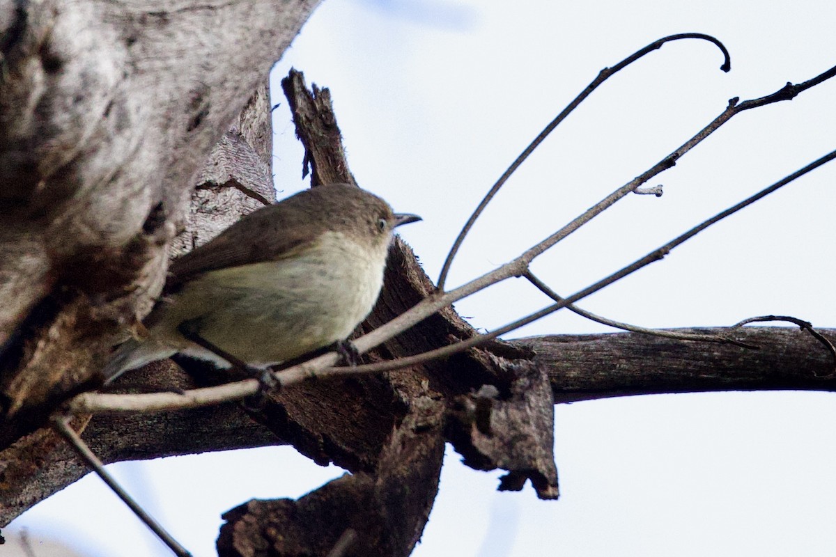 Western Thornbill - ML646663889