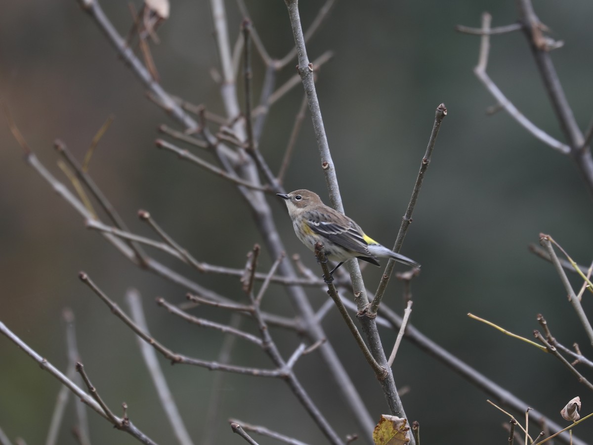 Yellow-rumped Warbler (Myrtle) - ML646663890