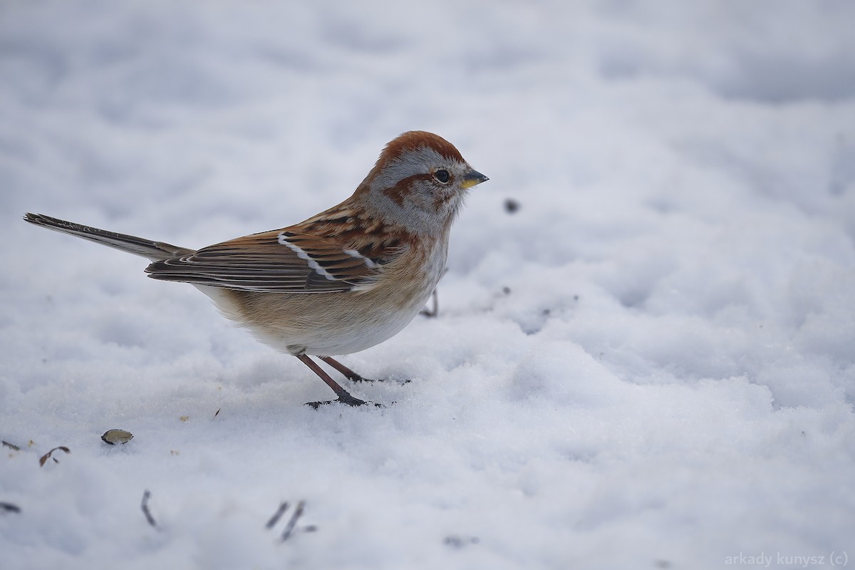 American Tree Sparrow - ML646663891