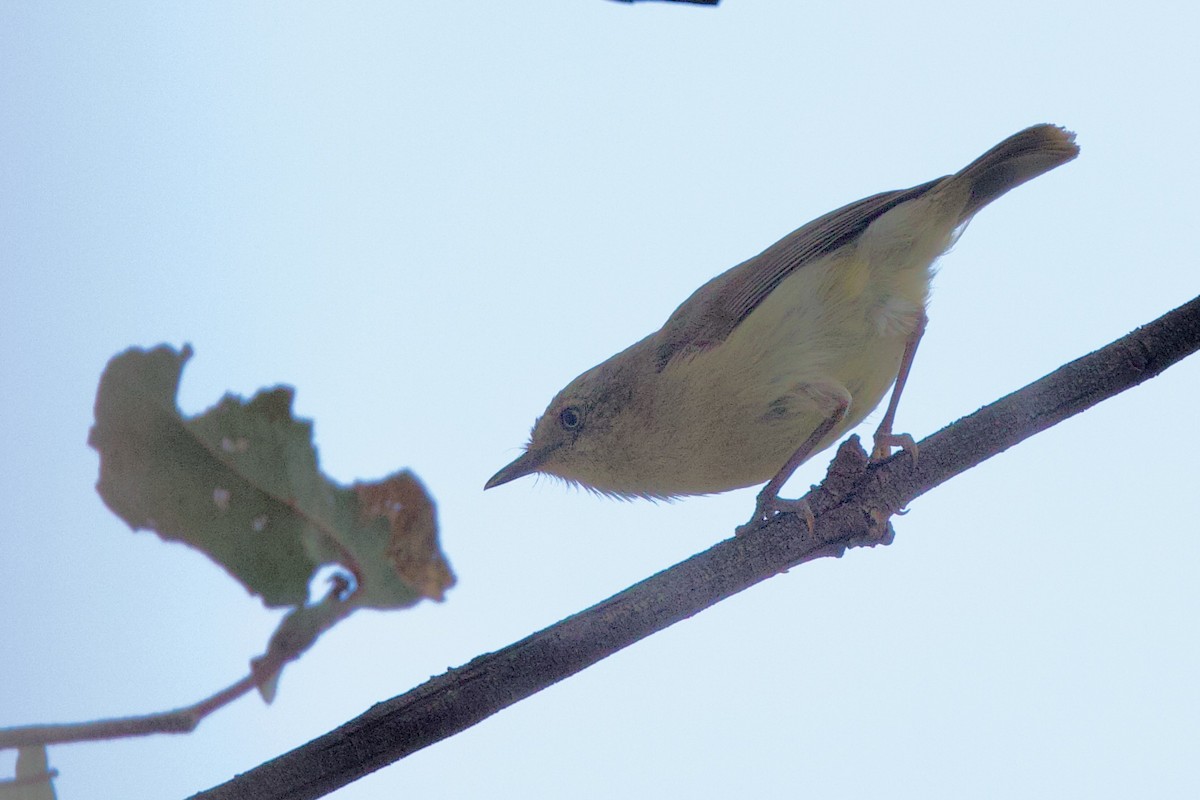 Western Thornbill - ML646663892