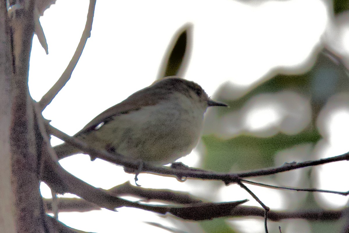 Western Thornbill - ML646663895