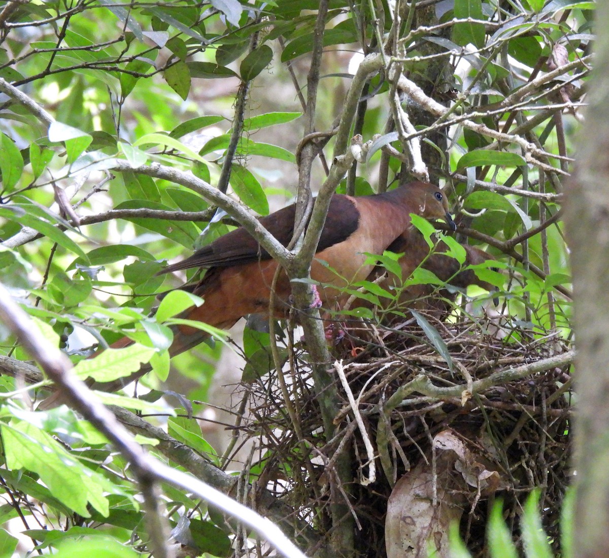 Phasianelle brune - ML646663896