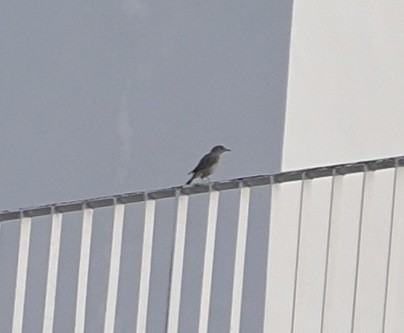 藍磯鶇 - ML646663897