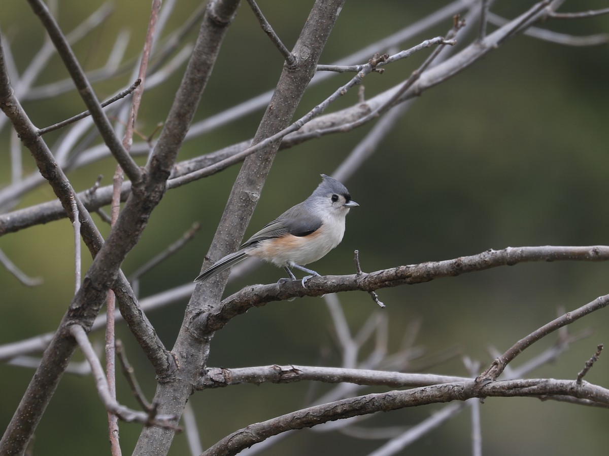 Tufted Titmouse - ML646663906
