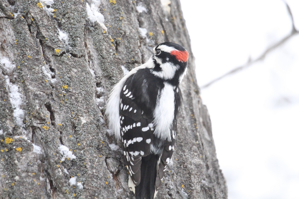 Downy Woodpecker (Eastern) - ML646663907