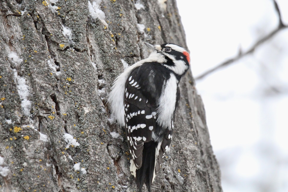 Downy Woodpecker (Eastern) - ML646663908