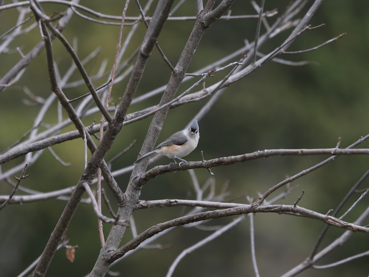 Tufted Titmouse - ML646663909