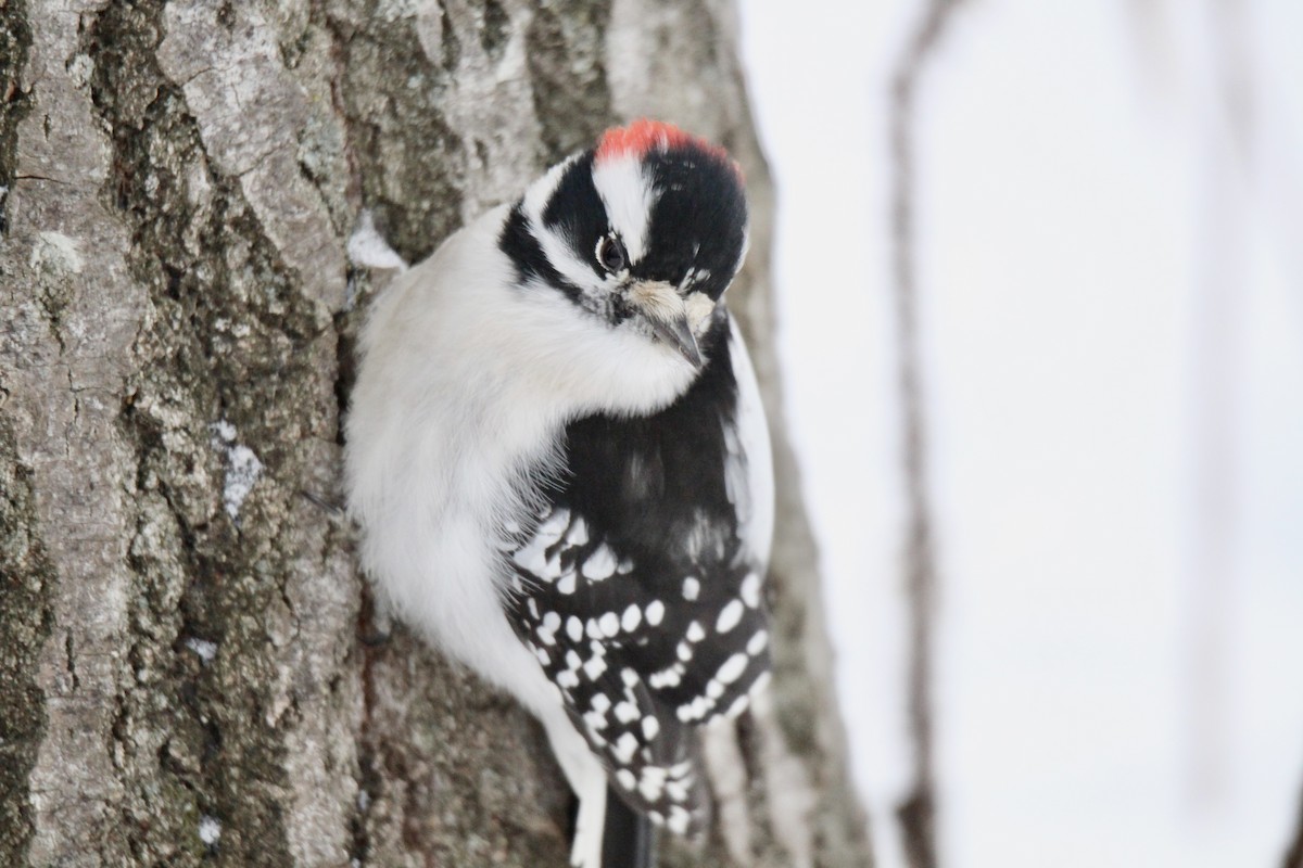 Downy Woodpecker (Eastern) - ML646663910