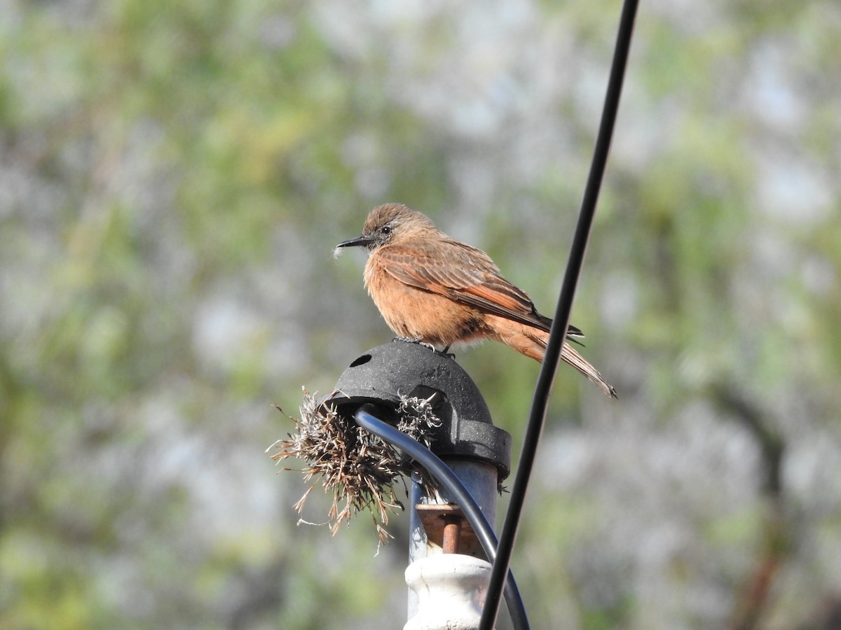 Cliff Flycatcher - ML646663911