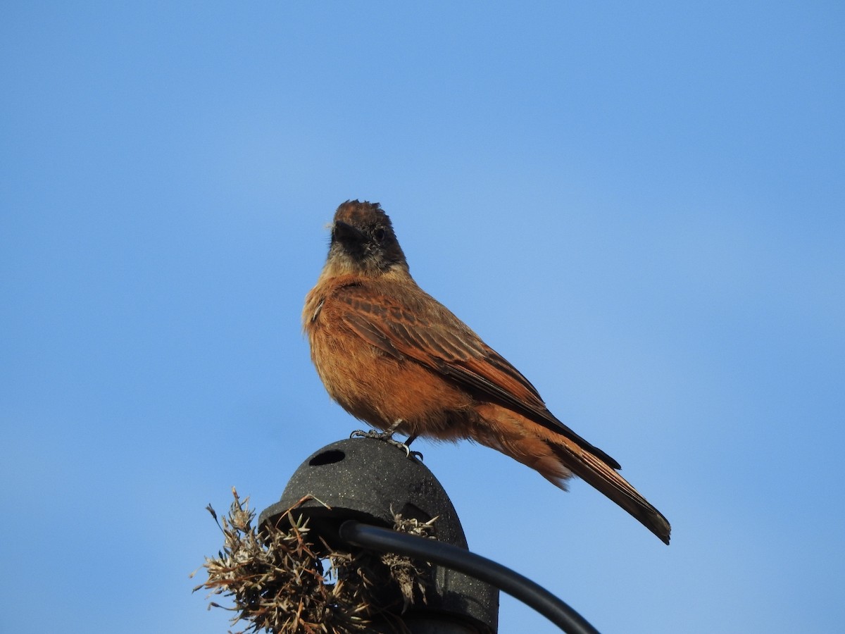 Cliff Flycatcher - ML646663912