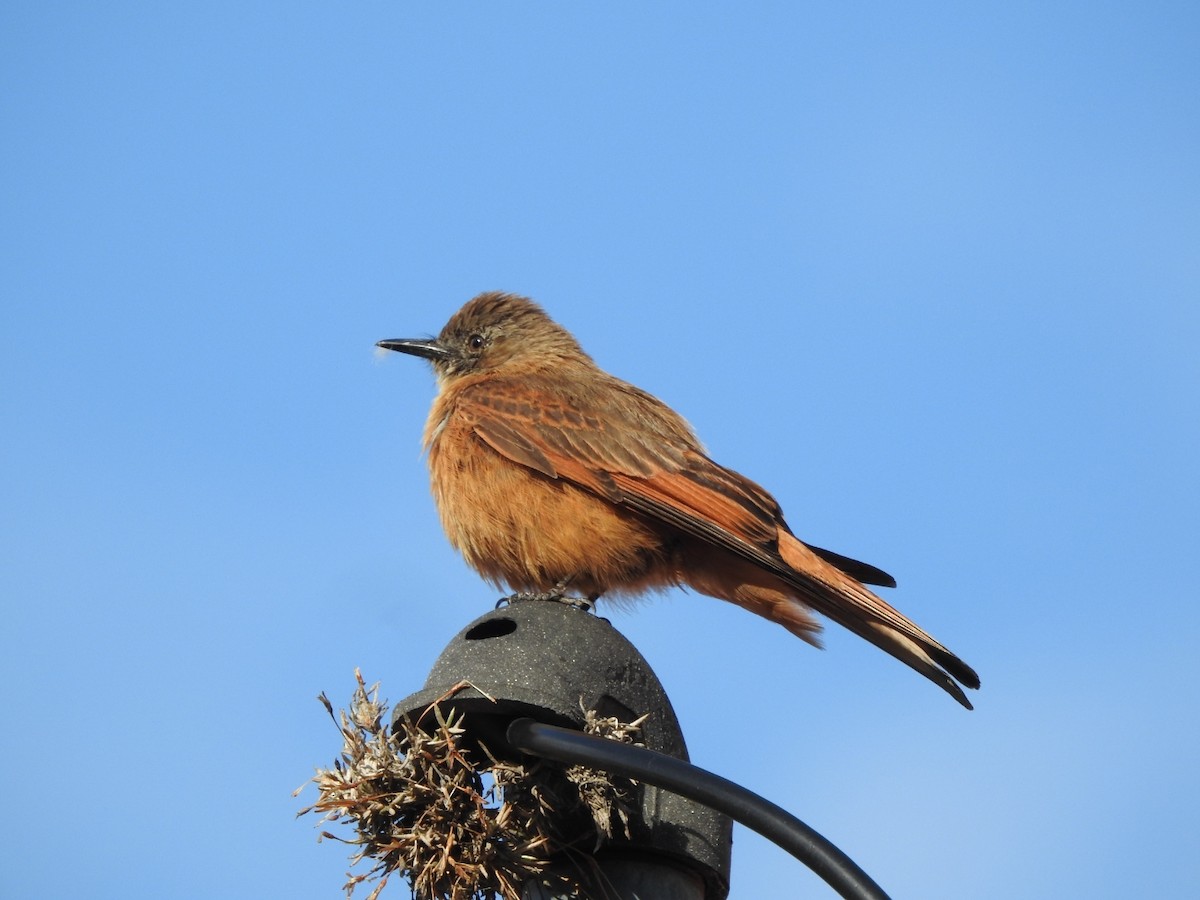 Cliff Flycatcher - ML646663913