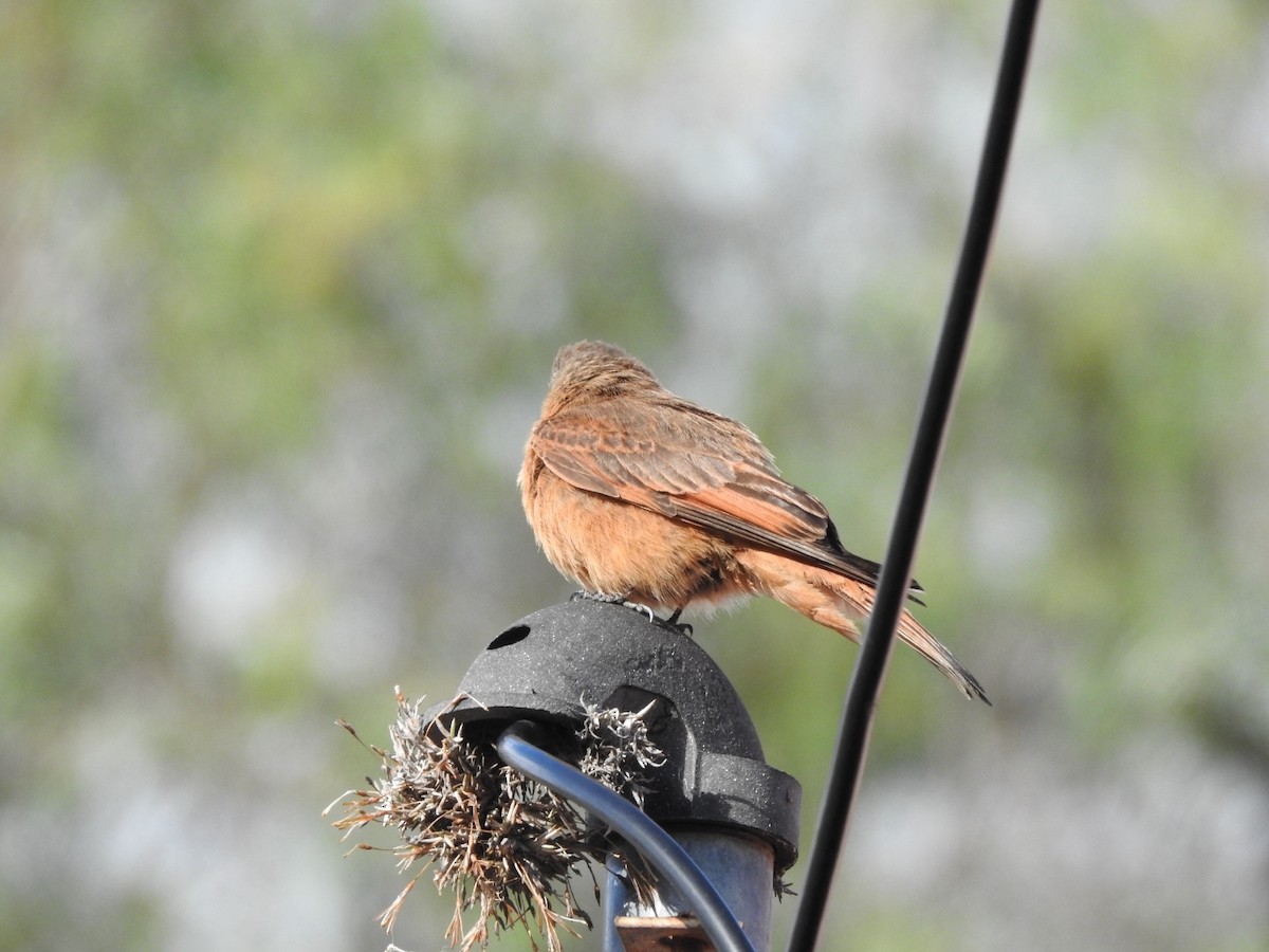 Cliff Flycatcher - ML646663914