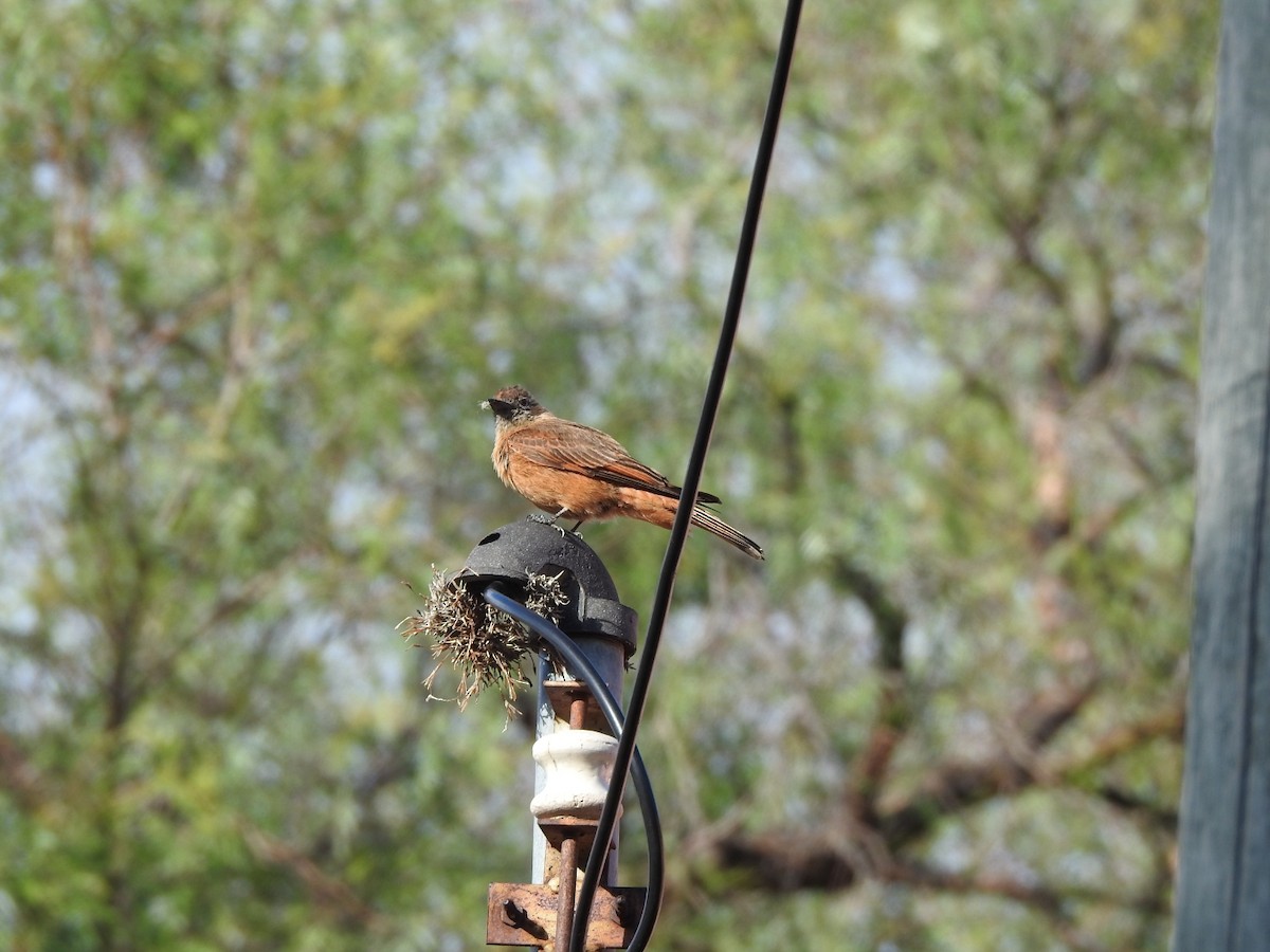 Cliff Flycatcher - ML646663915