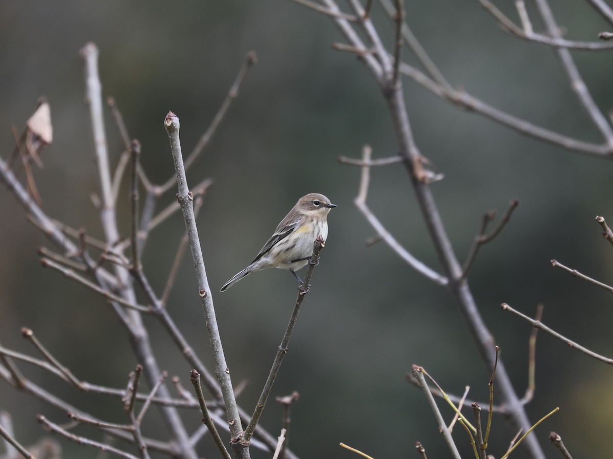 Yellow-rumped Warbler (Myrtle) - ML646663917