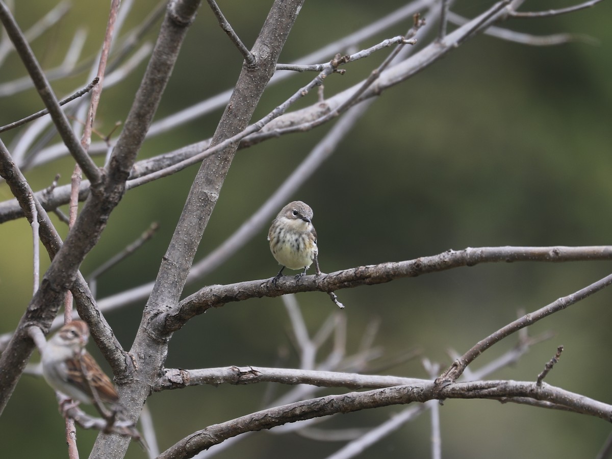 Yellow-rumped Warbler (Myrtle) - ML646663918