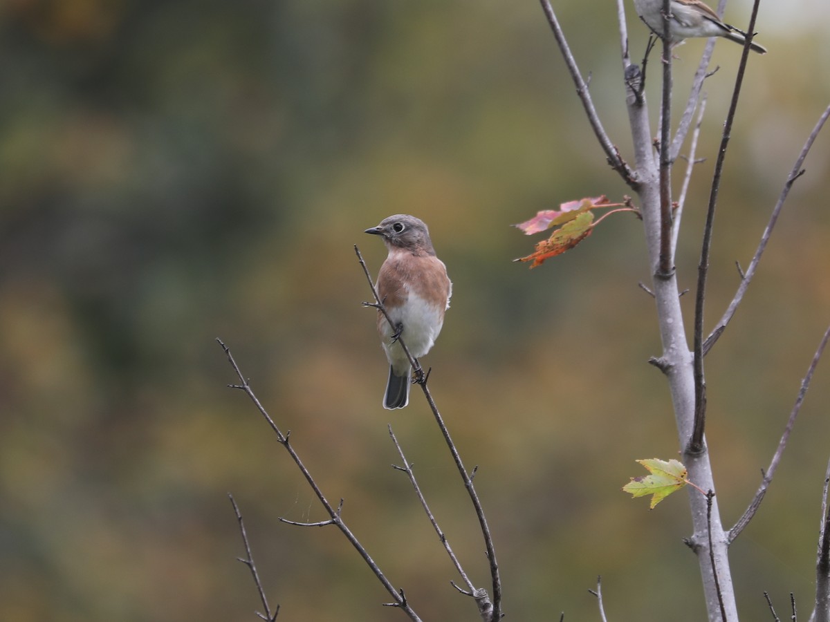 Eastern Bluebird - ML646663923