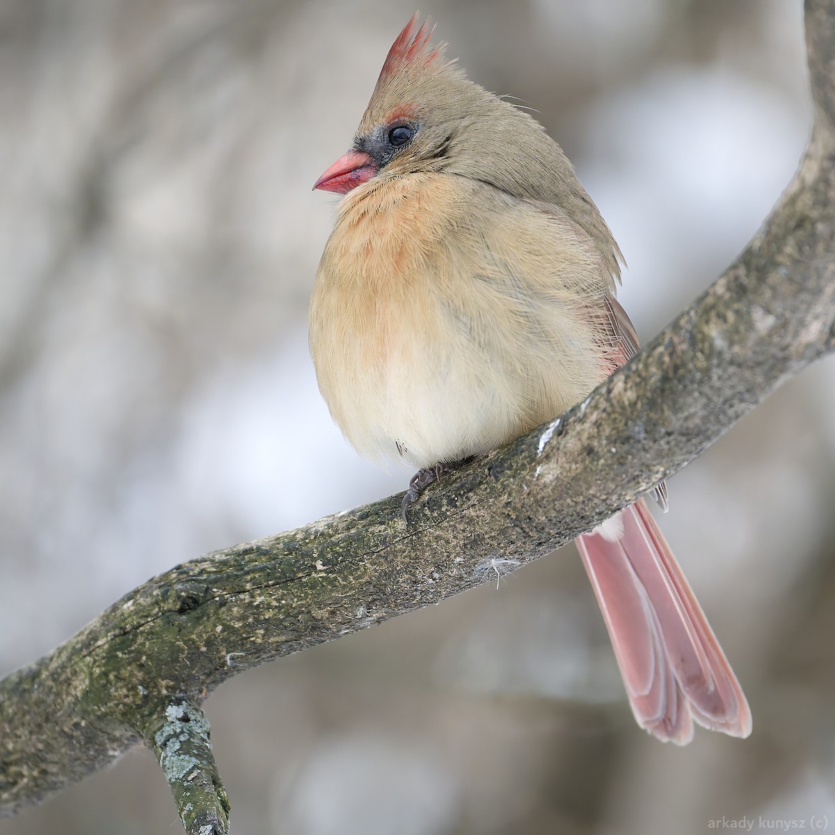 Northern Cardinal - ML646663924