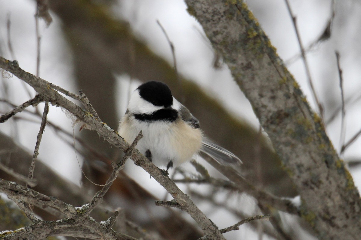 Black-capped Chickadee - ML646663926