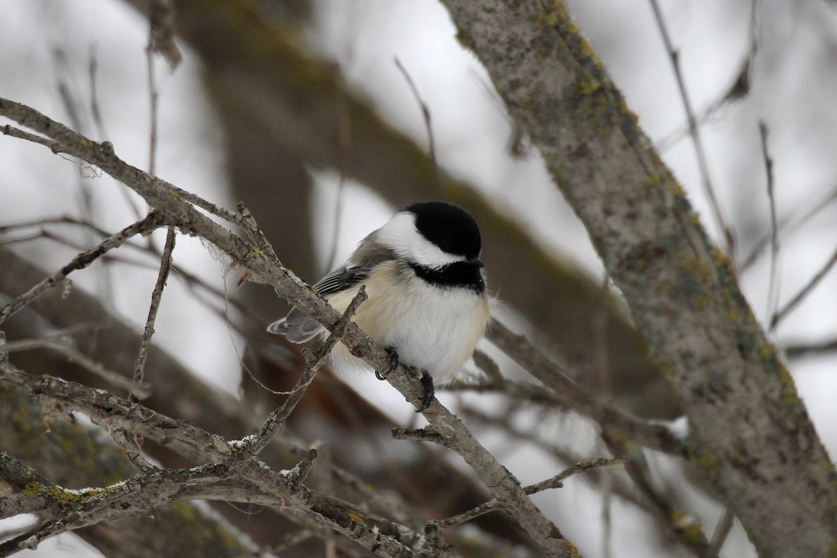 Black-capped Chickadee - ML646663927