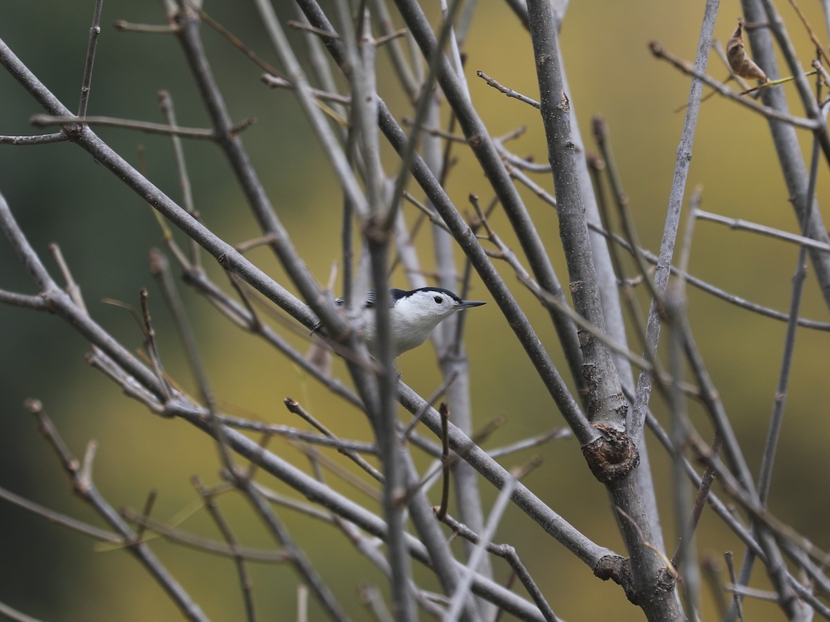 White-breasted Nuthatch - ML646663928