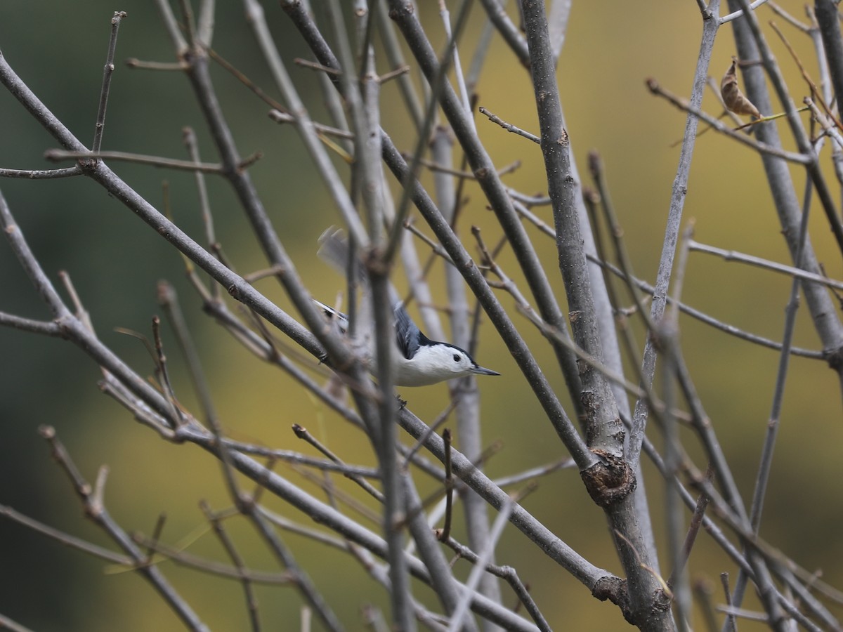 White-breasted Nuthatch - ML646663929