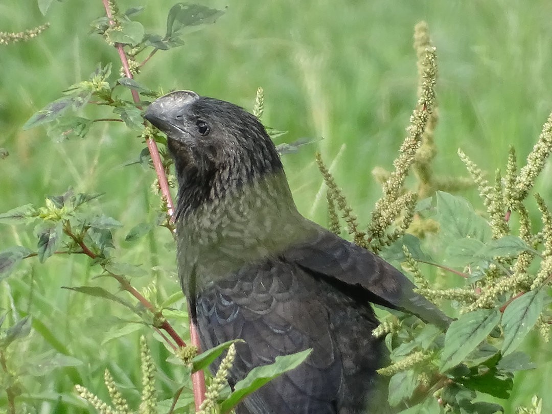 Smooth-billed Ani - ML646663930