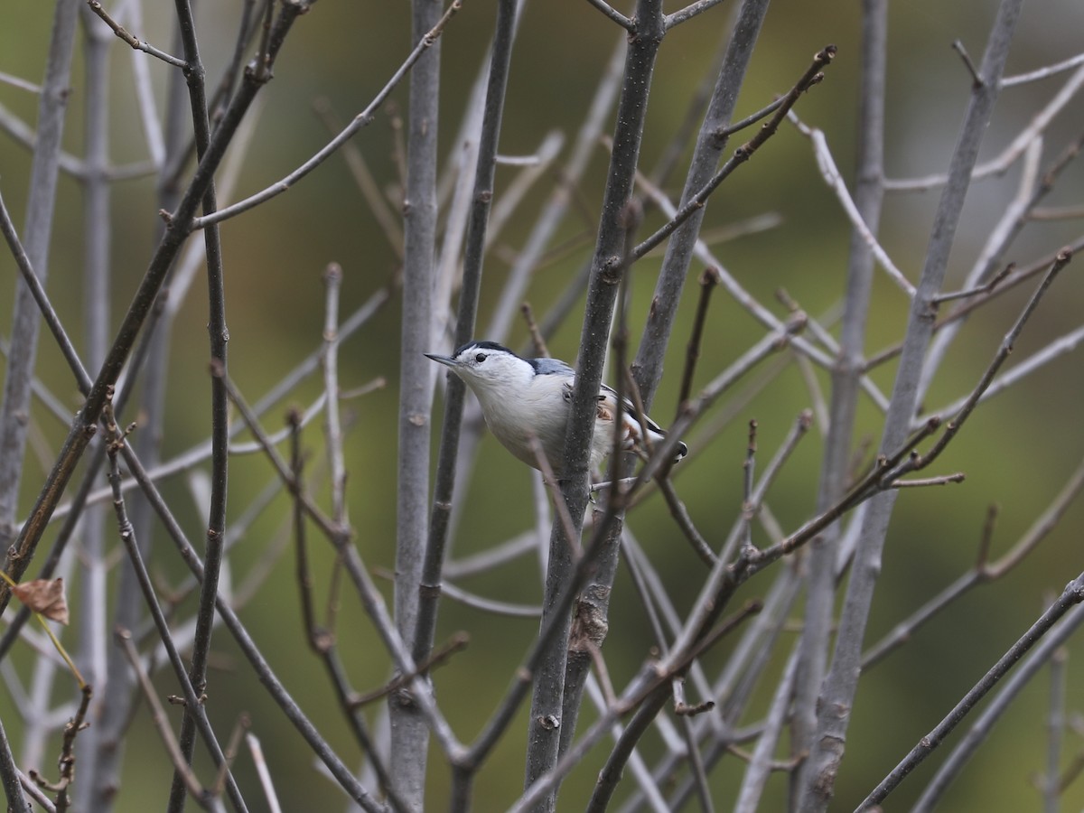 White-breasted Nuthatch - ML646663931