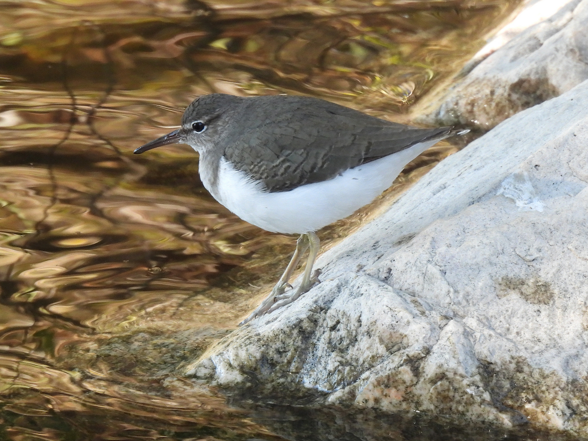 Spotted Sandpiper - ML646663934