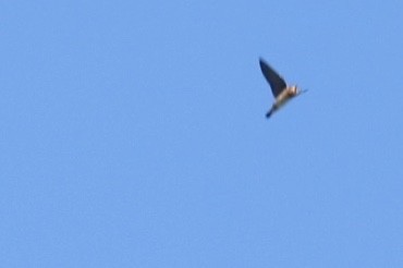 Cave Swallow - ML646663935