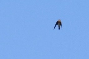 Cave Swallow - ML646663936