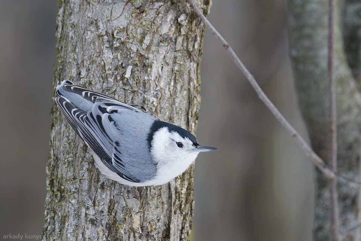 White-breasted Nuthatch - ML646663937