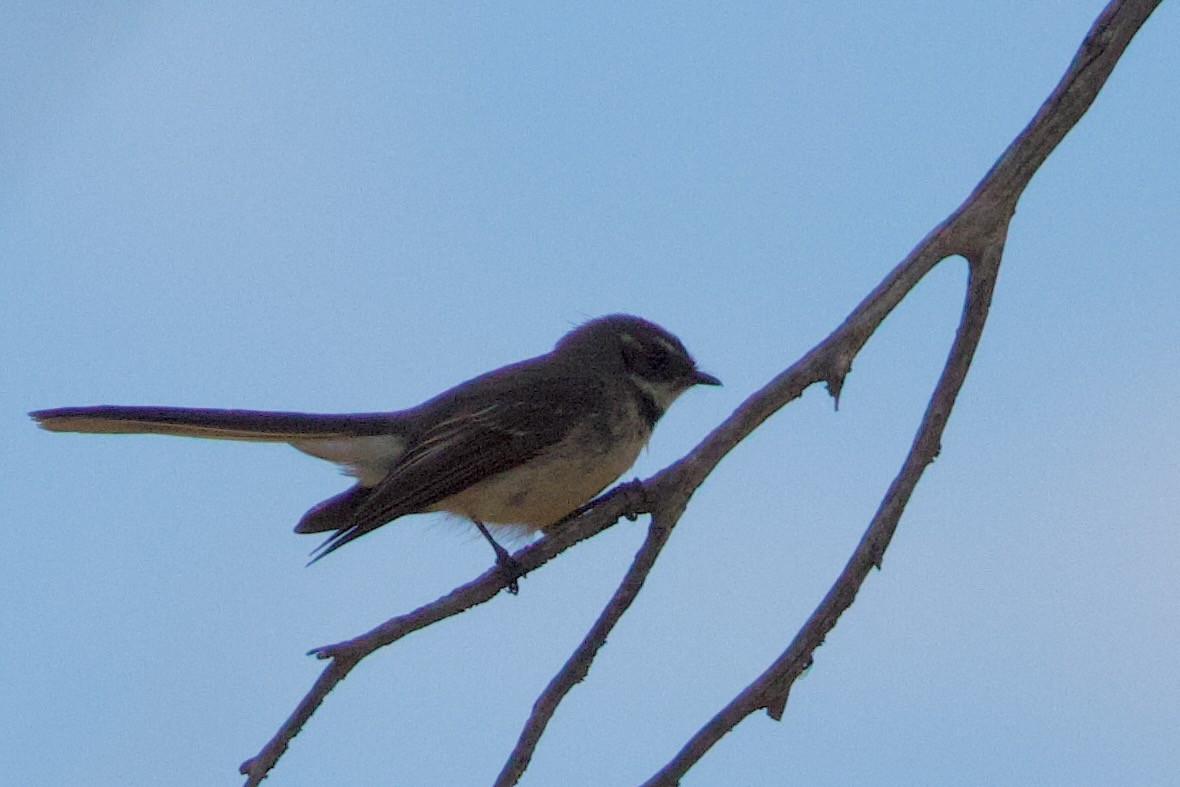 Gray Fantail (preissi) - ML646663939