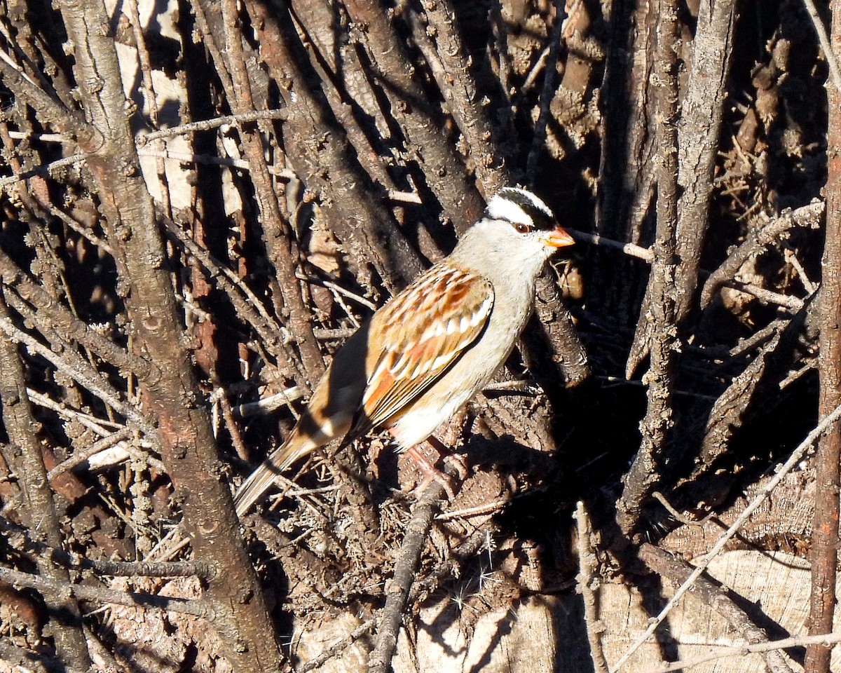 White-crowned Sparrow (Dark-lored) - ML646663940