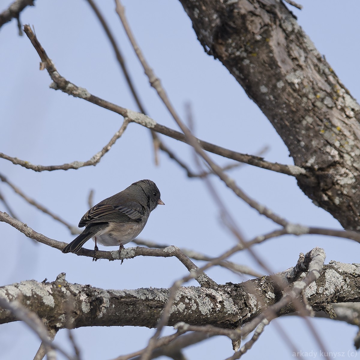 Dark-eyed Junco - ML646663943