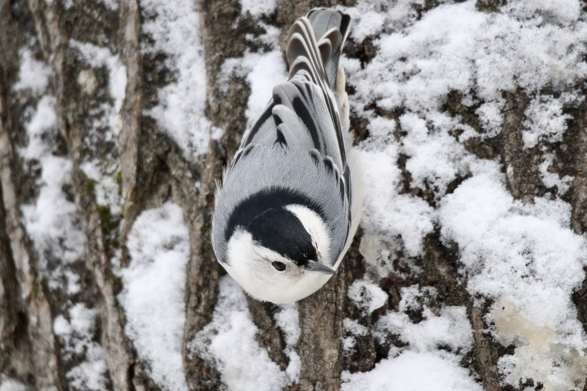 White-breasted Nuthatch (Eastern) - ML646663944
