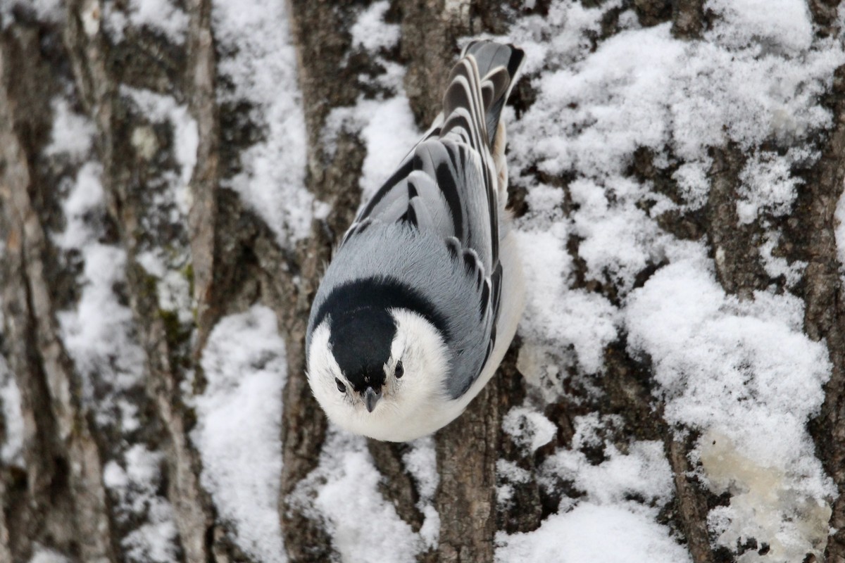 White-breasted Nuthatch (Eastern) - ML646663945